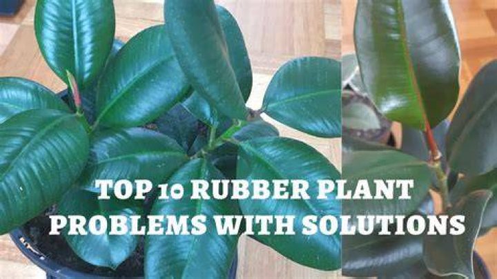 Are all rubber plants poisonous?
