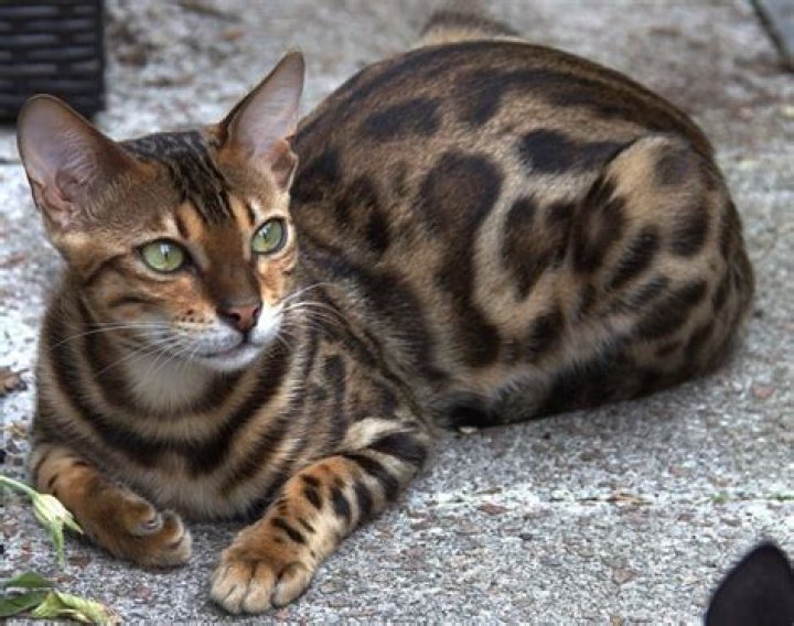 Are bengal cats considered exotic?
