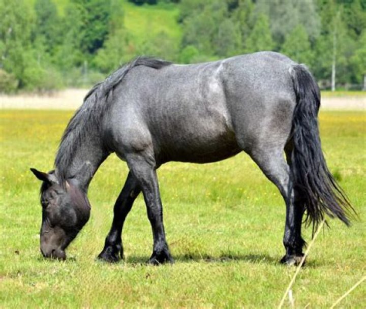 Are blue roan horses real?