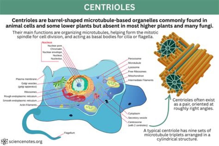 Are centrioles present in plant cells?