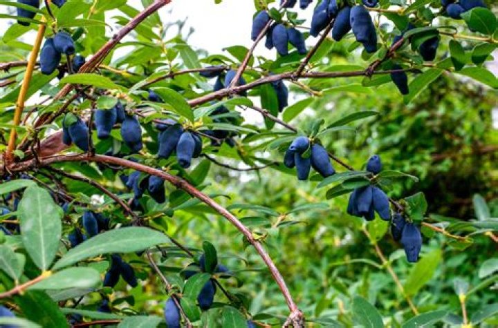 Are lonicera berries edible?