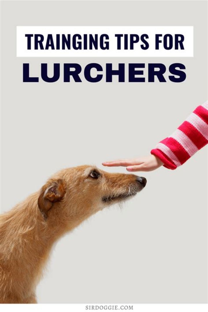 Are lurchers easy to train?