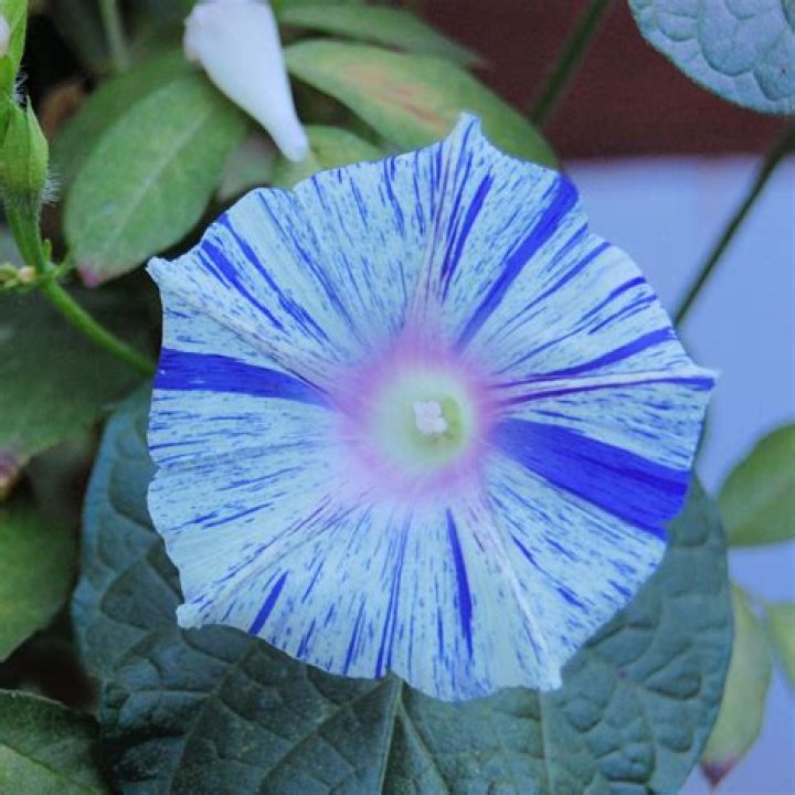 Are morning glory perennials?