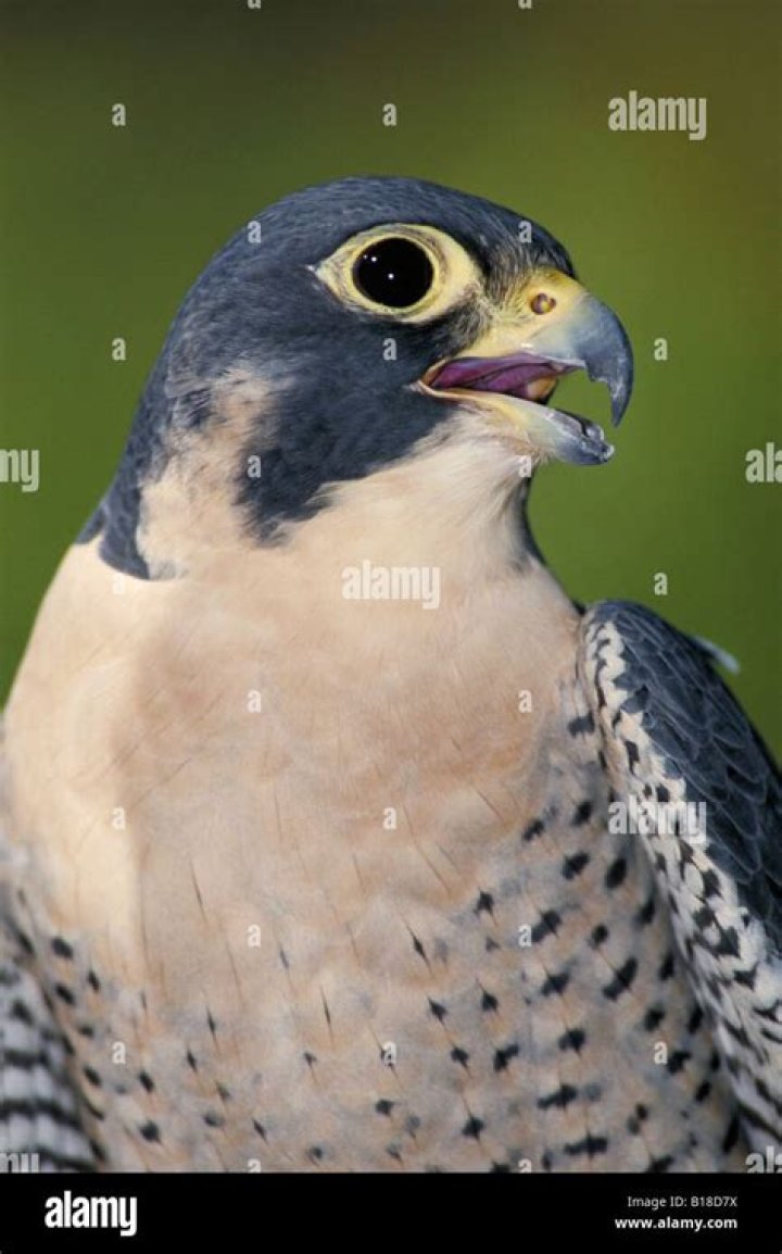 Are peregrine falcons endangered?