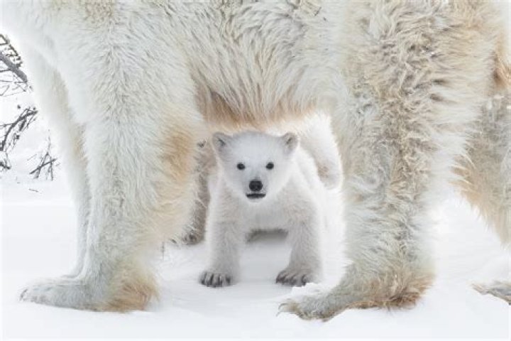 Are polar bears white?