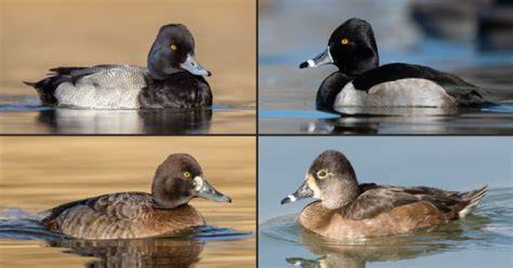 Are ringneck ducks considered scaup?