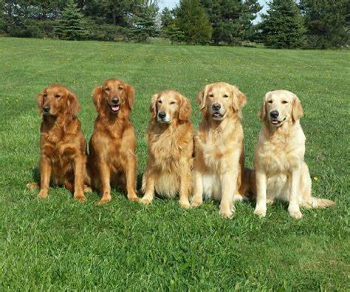 Are there different colored golden retrievers?