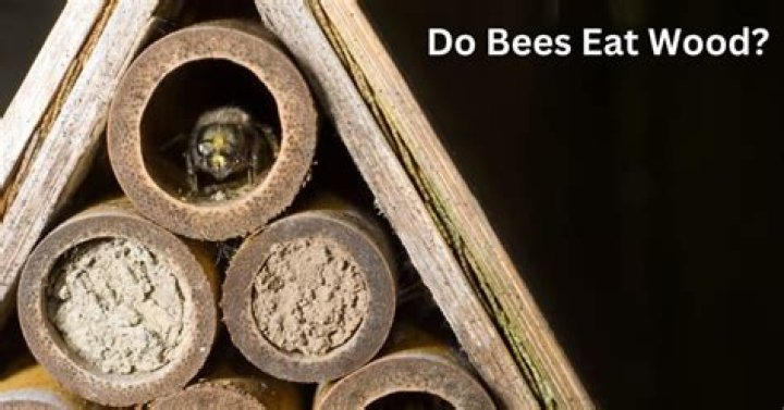 Are there wood eating bees?