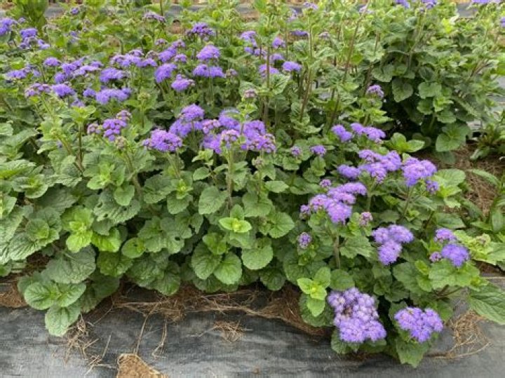 Can ageratum grow in full sun?