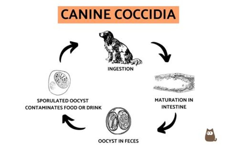 Can coccidia be transmitted to humans?