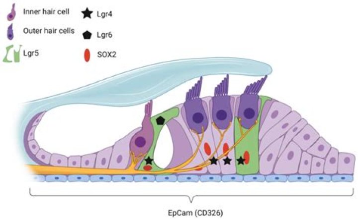 Can cochlear hair cells regenerate?