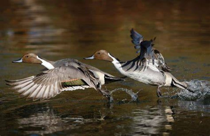 Can ducks run on water?