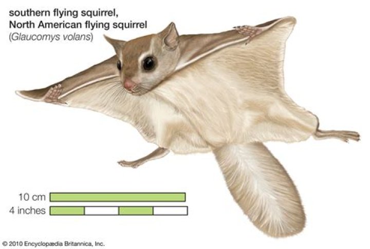 Can flying squirrels see during the day?