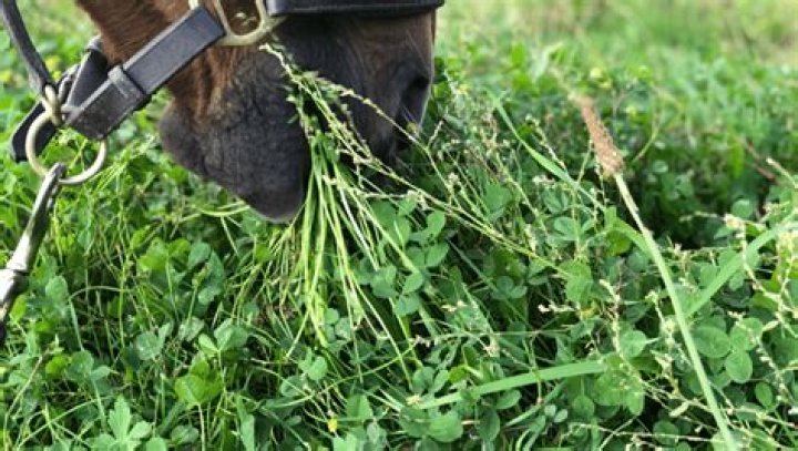 Can horses eat clover?