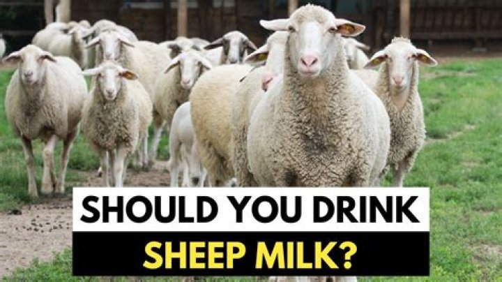 Can you drink sheep milk?