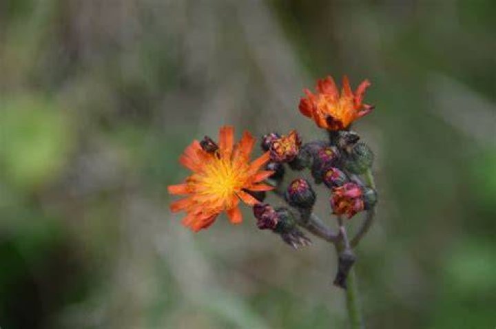 Can you eat orange hawkweed?