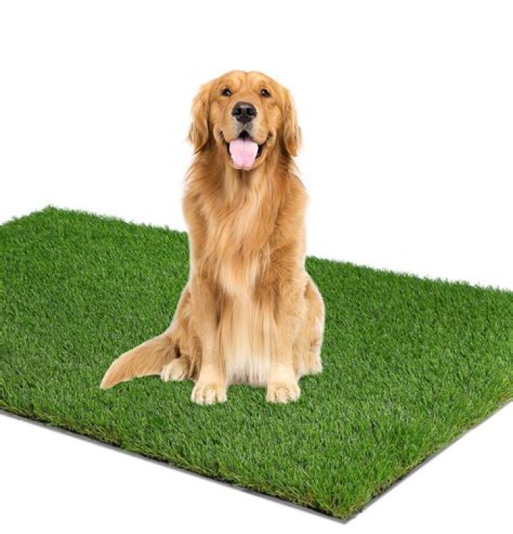 Can you give dog grass?