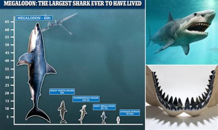 Could the megalodon still be alive?