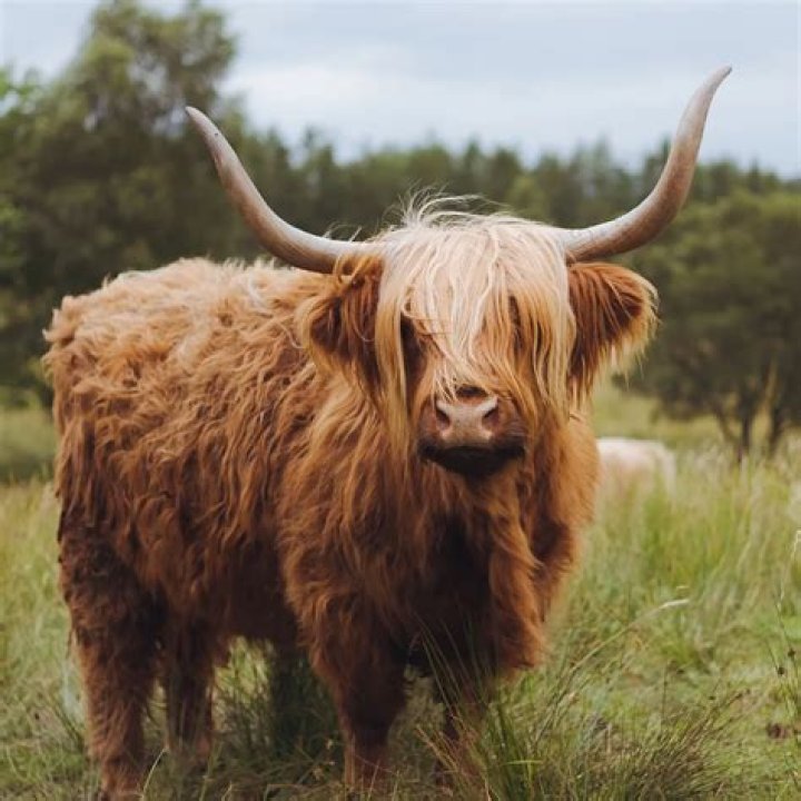 Do any female cows have horns?