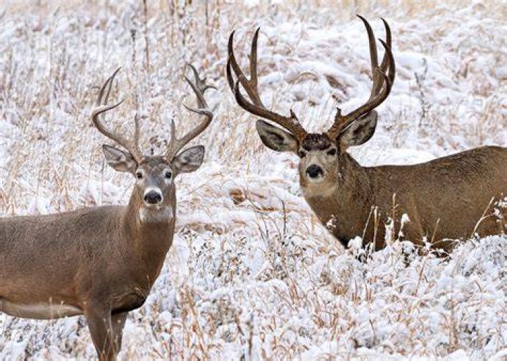 Do big bucks blow when spooked?