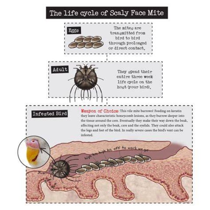Do birds have scaly skin?