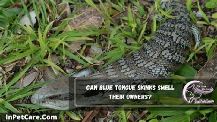 Do blue tongue skinks smell?