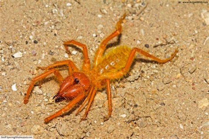 Do camel spiders live in california?