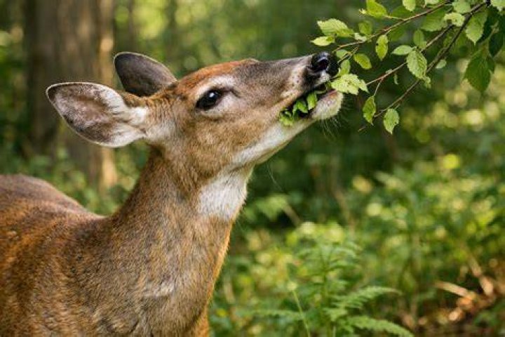 Do deer eat wood sorrel?