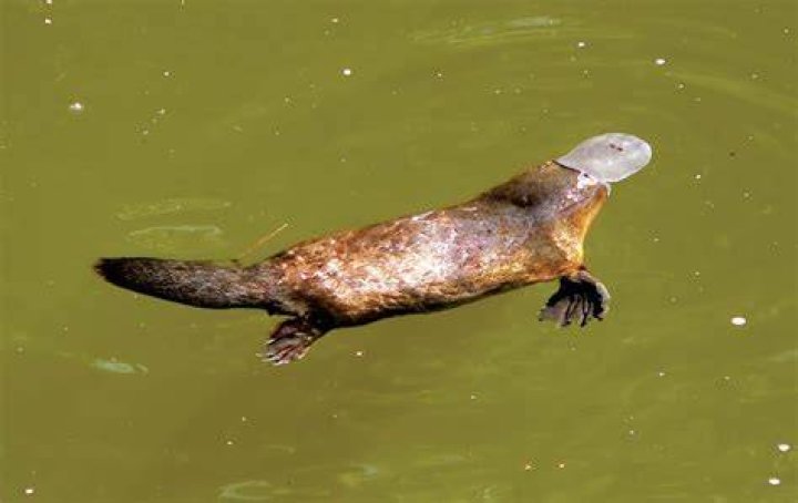 Do duck billed platypus have a pouch?