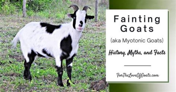 Do fainting goats have narcolepsy?