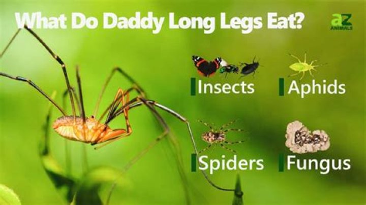 Do granddaddy long legs eat spiders?