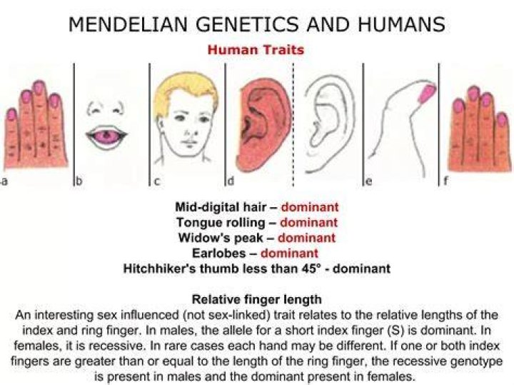 Do humans have mendelian traits?