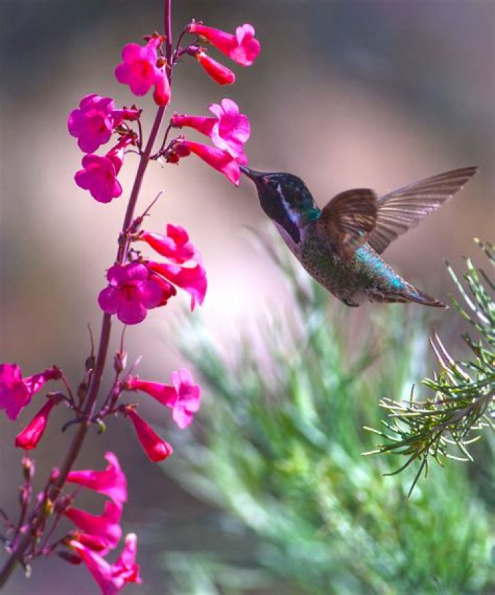 Do hummingbirds like pentas flowers?