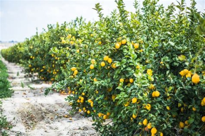Do lemon trees grow in colorado?