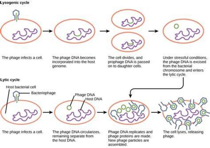 Do lysogenic viruses infect?