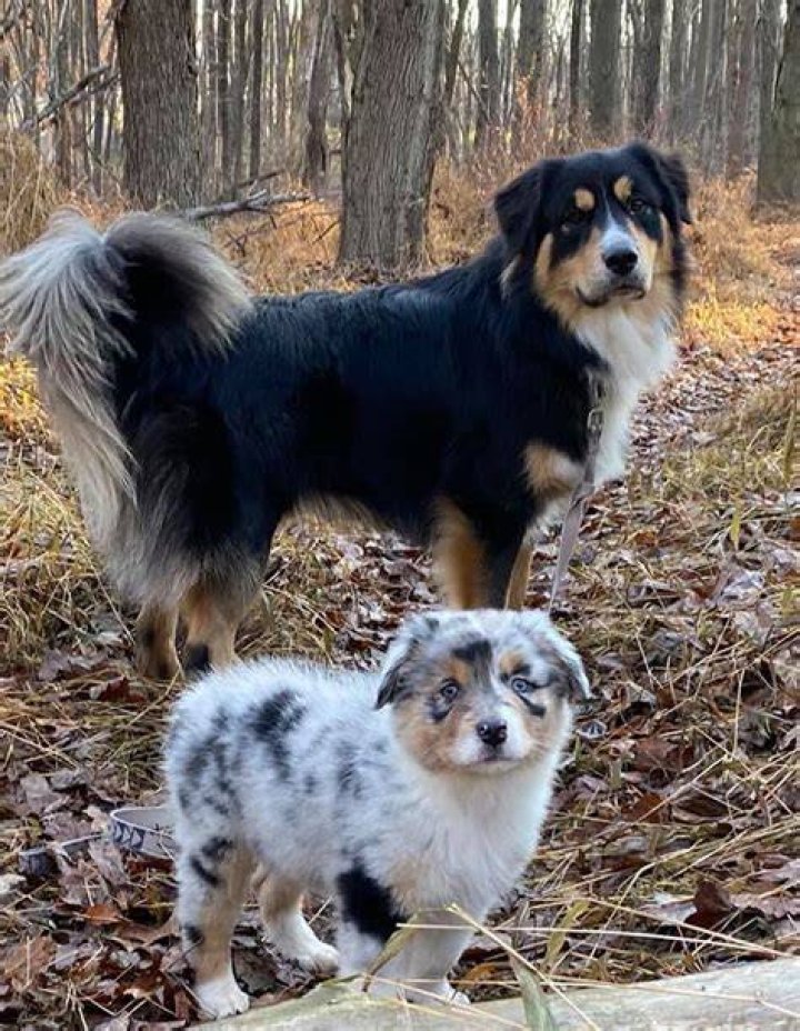 Do mini aussies have tails?