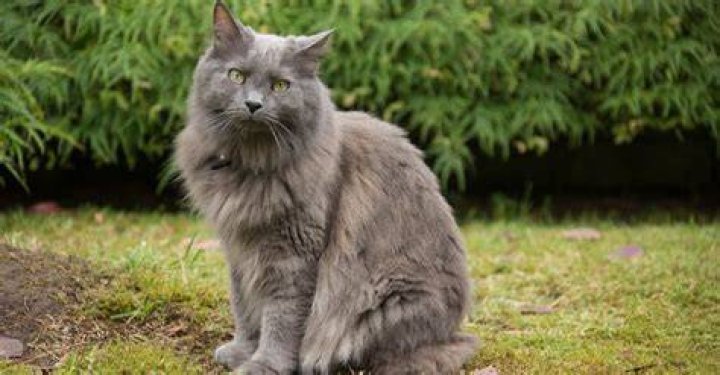 Do nebelung cats like dogs?