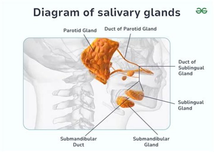 Do salivary glands regenerate?