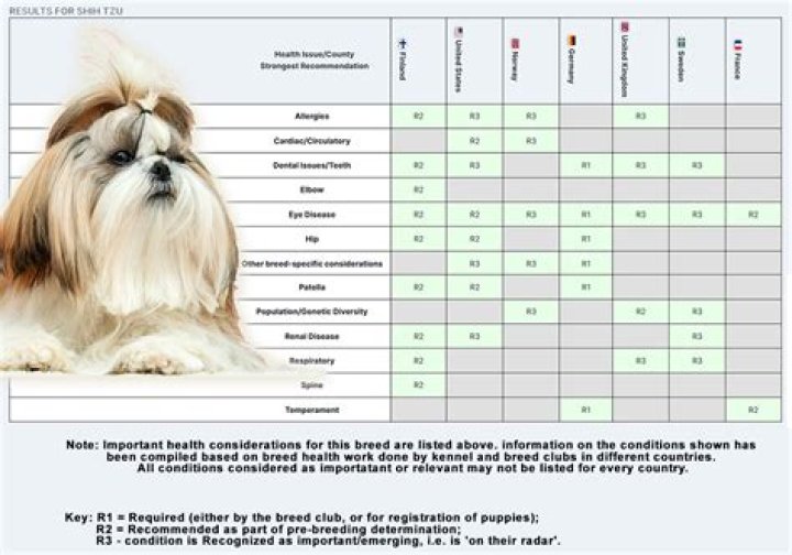 Do shih tzus have bowed legs?