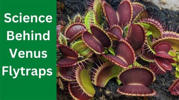 Do venus's-flytraps really eat flies?