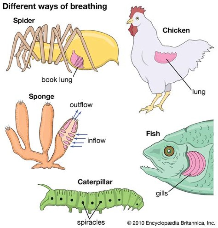 Does amphibians have lungs or gills?