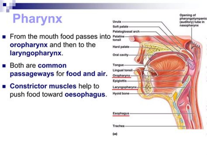 Does food pass through the nasopharynx?