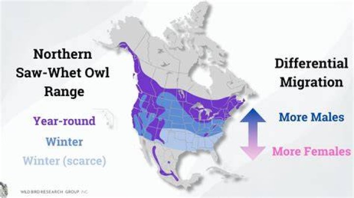 Does the northern saw-whet owl migrate?