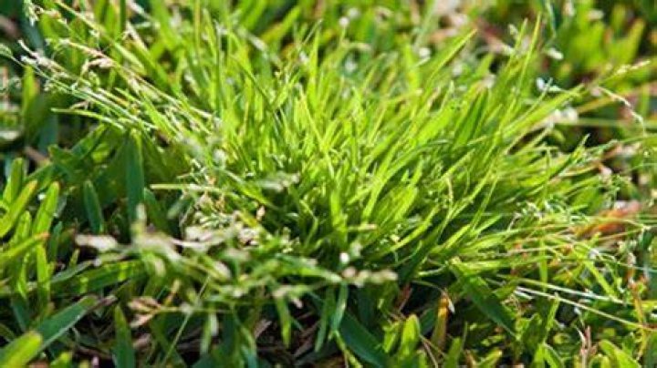 Does winter grass die in summer?