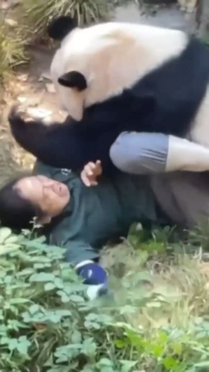 Has anyone ever been mauled by a panda?