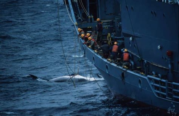 Has japanese whaling stopped?
