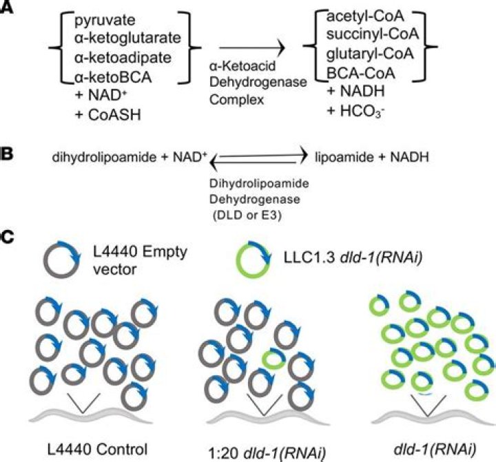 How does dihydrolipoamide dehydrogenase deficiency occur?