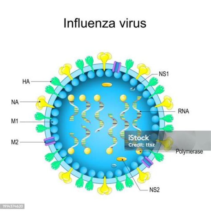 How is a virion distinguished from a virus?