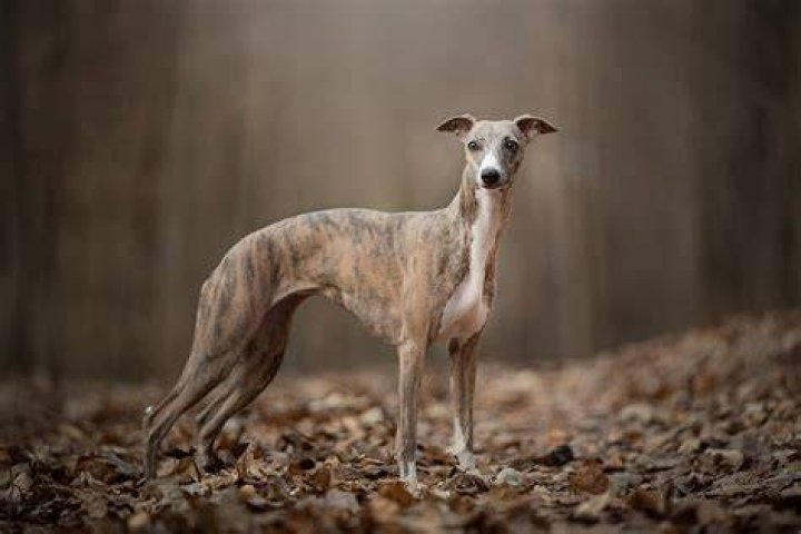 How much is a bull whippet?