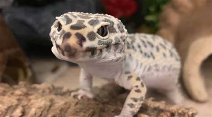 How often do leopard geckos shed?